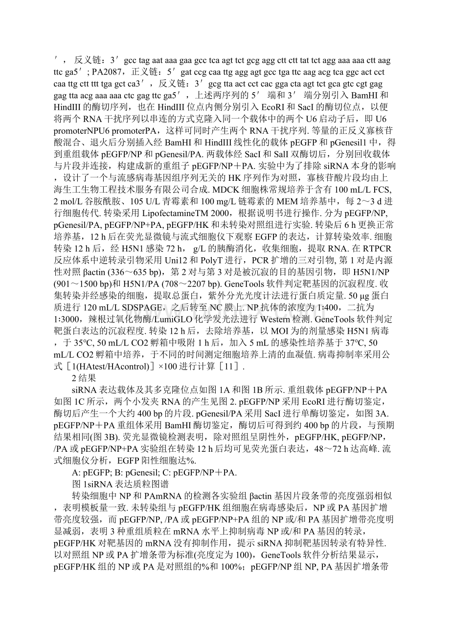 RNA干扰对流感病毒NP和PA基因表达及病毒增殖的抑制.docx_第2页