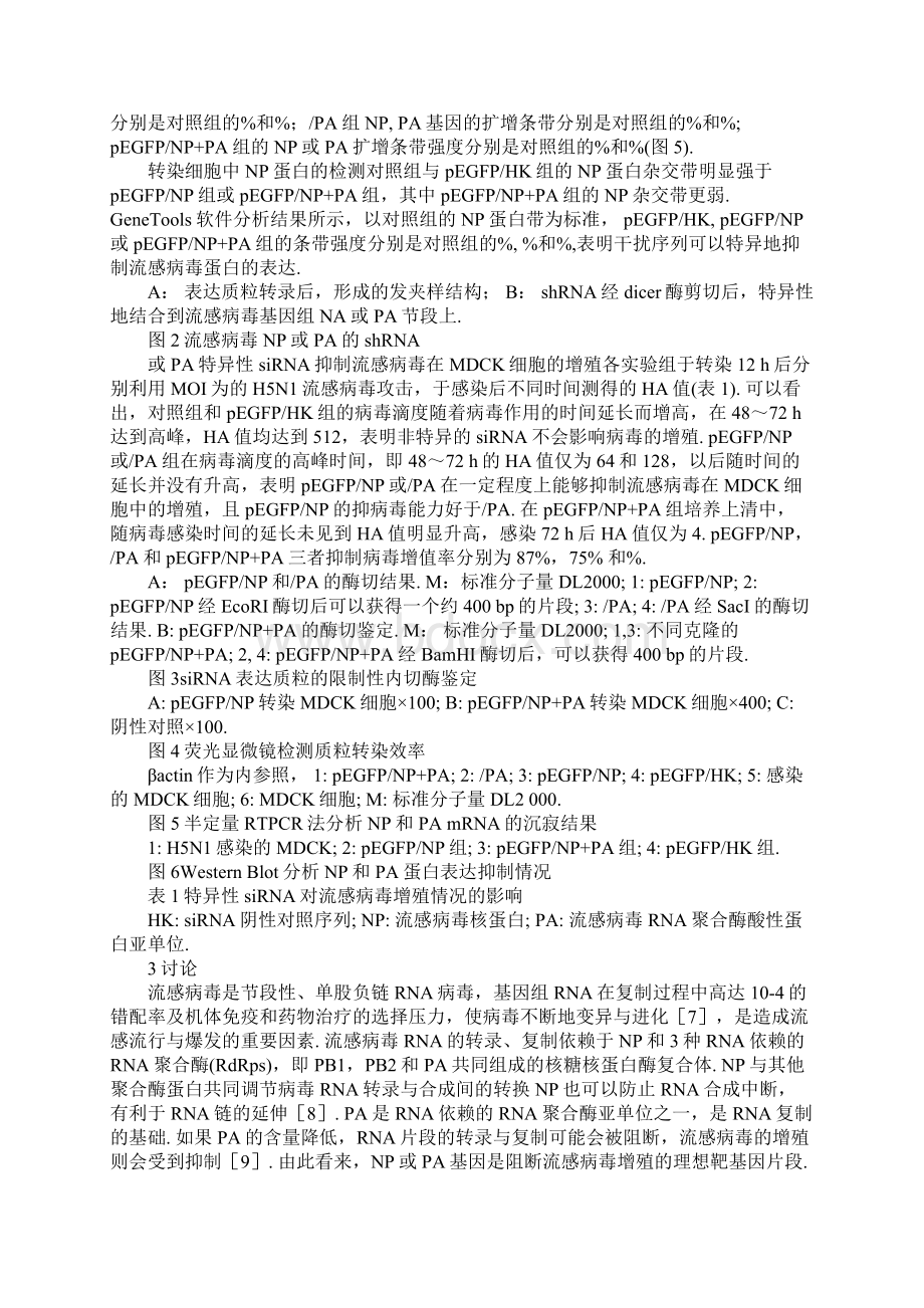 RNA干扰对流感病毒NP和PA基因表达及病毒增殖的抑制.docx_第3页