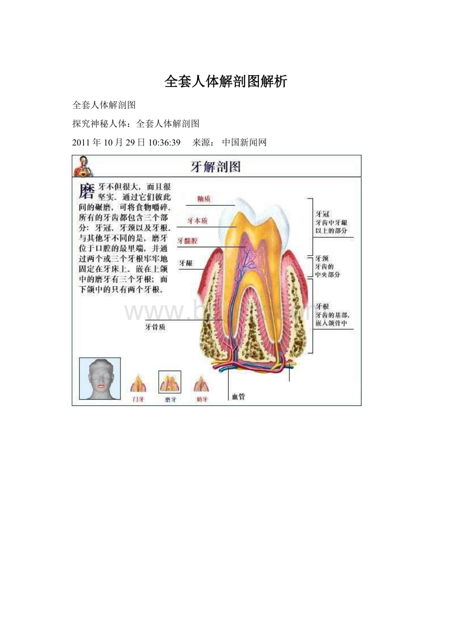 全套人体解剖图解析Word格式.docx