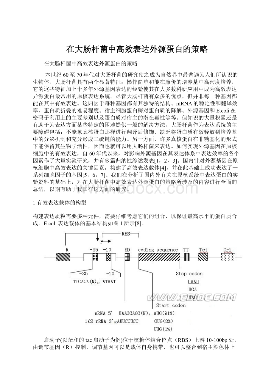 在大肠杆菌中高效表达外源蛋白的策略文档格式.docx_第1页