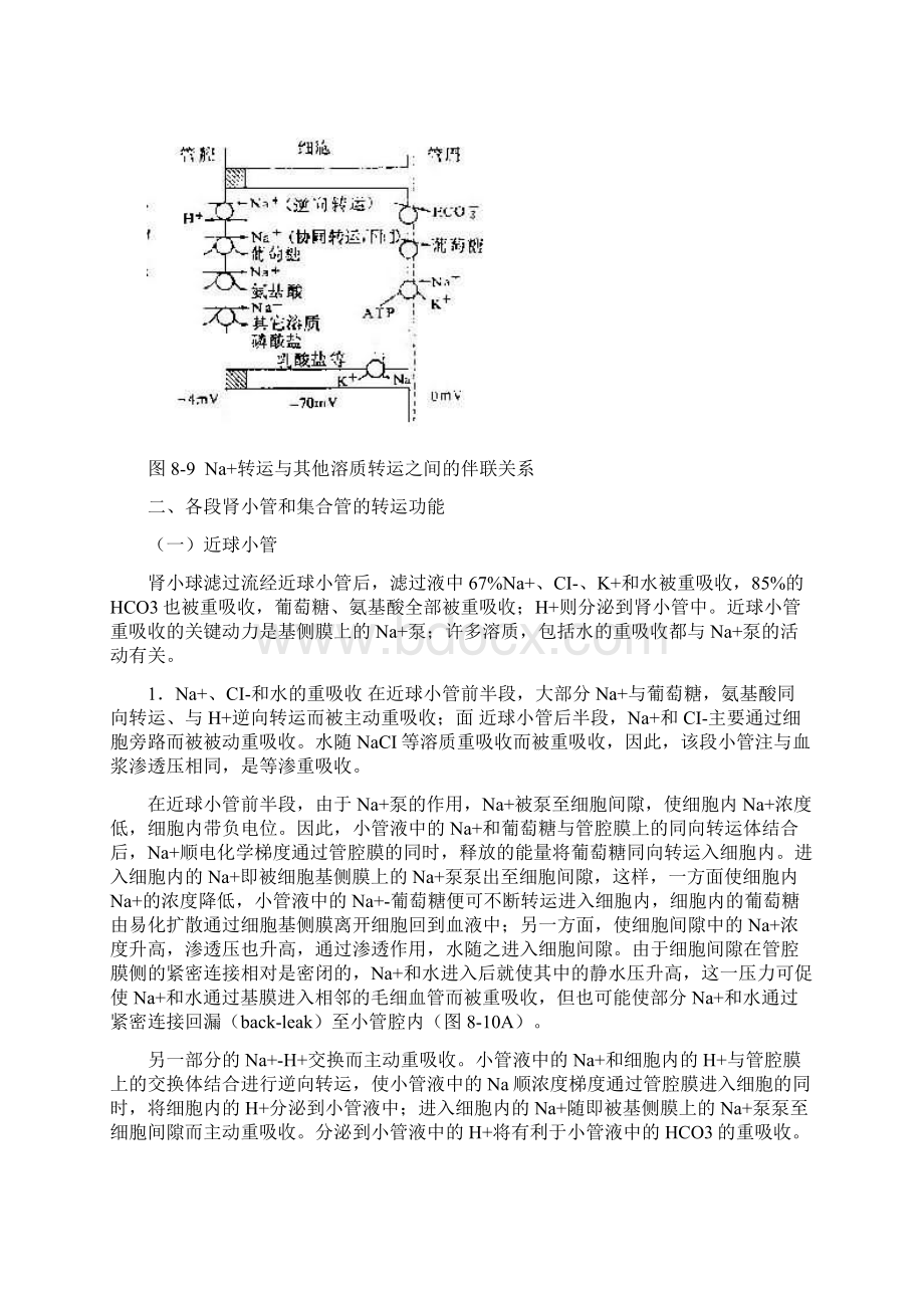 肾小管与集合管的转运功能.docx_第2页