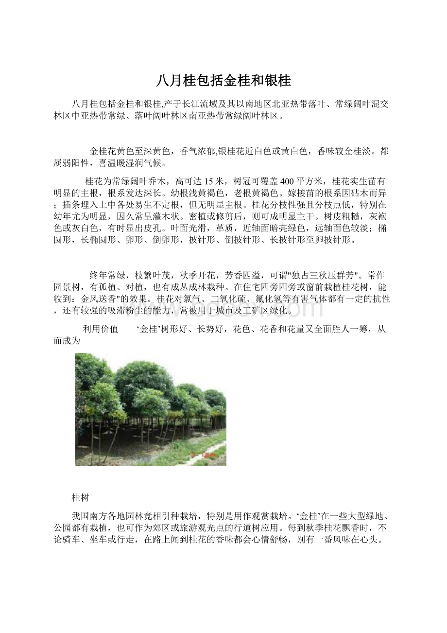 八月桂包括金桂和银桂.docx_第1页