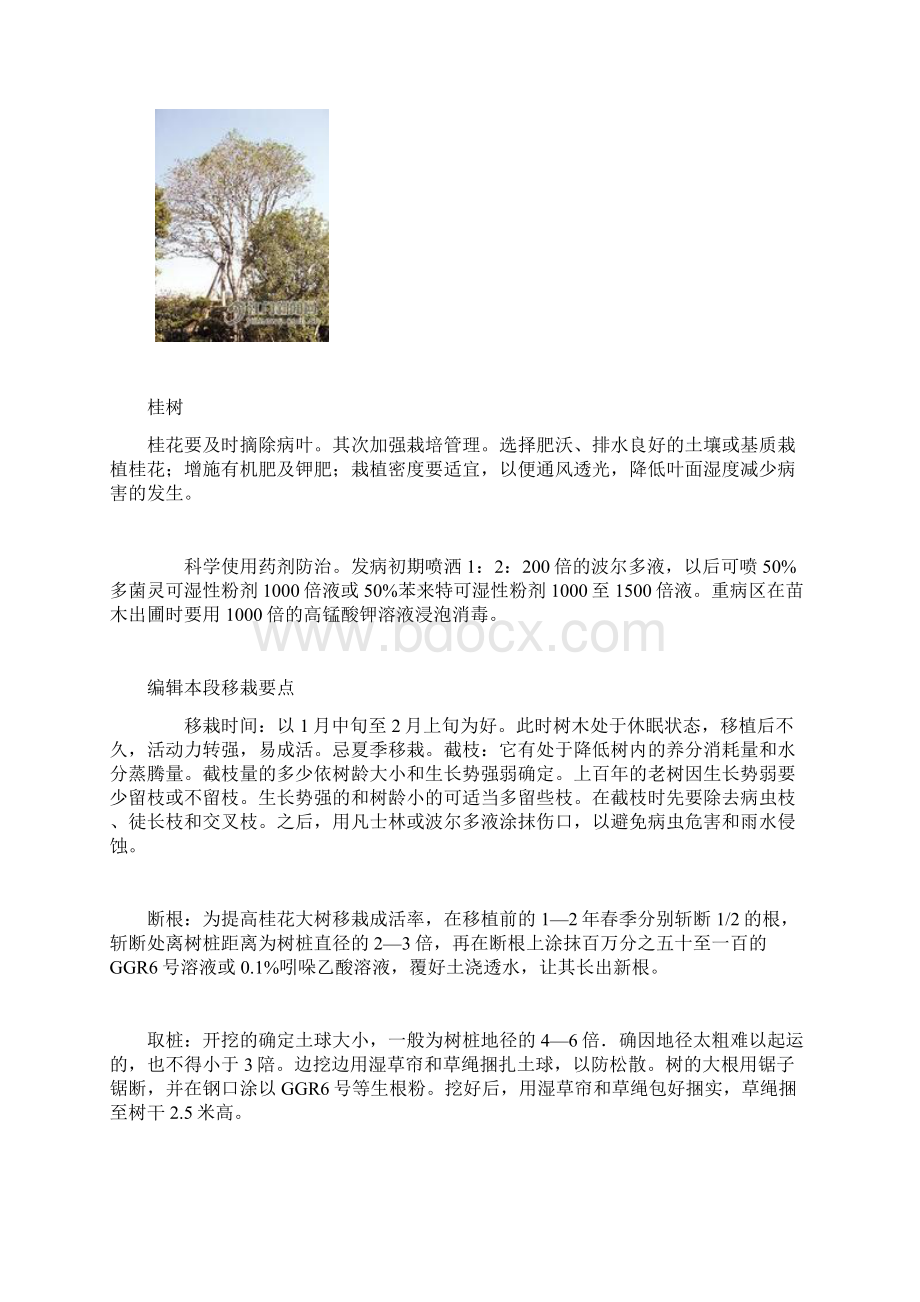 八月桂包括金桂和银桂文档格式.docx_第3页