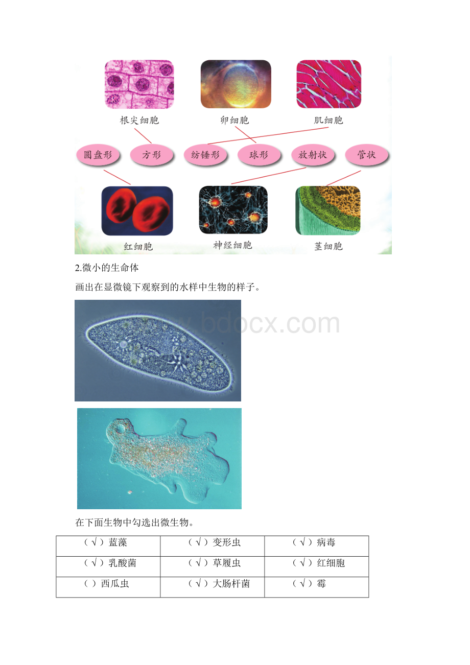 新苏教版科学五年级下册学生活动手册答案精心整理版Word下载.docx_第2页