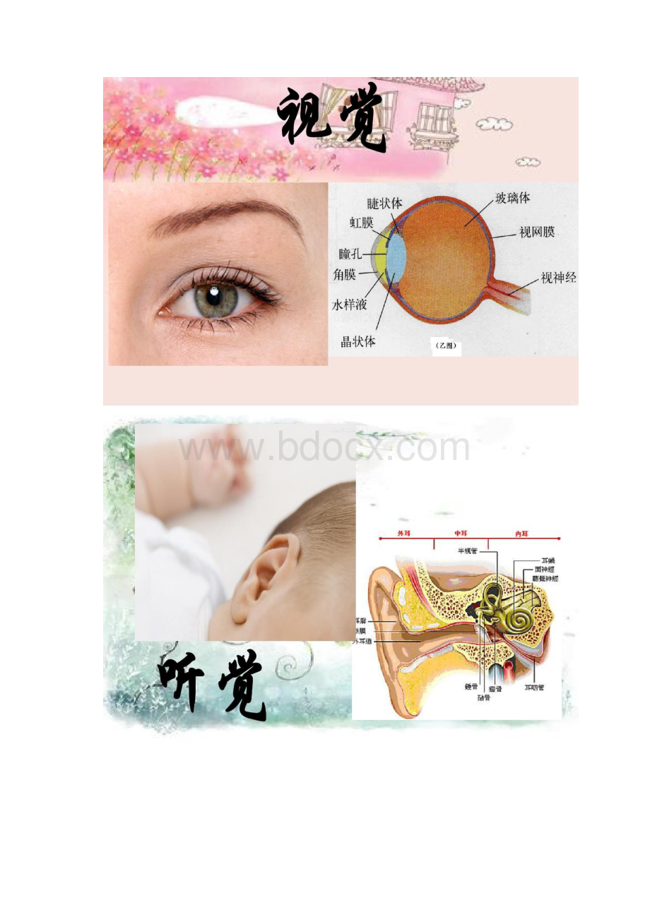 苏教版小学科学五年级下册《感觉》课件.docx_第2页