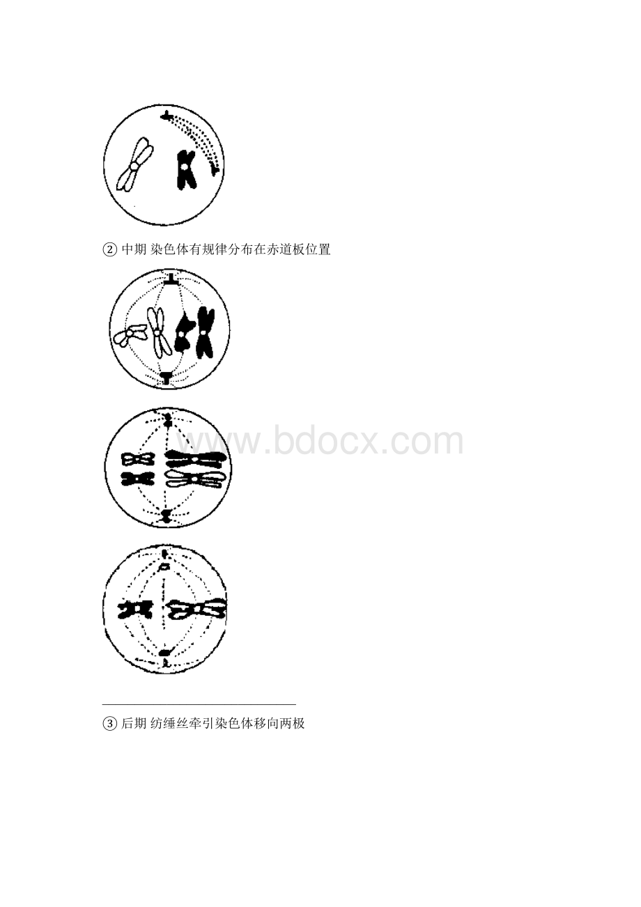 必修2遗传与进化知识梳理解读Word格式文档下载.docx_第2页