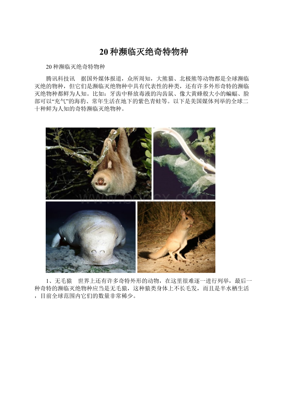 20种濒临灭绝奇特物种文档格式.docx