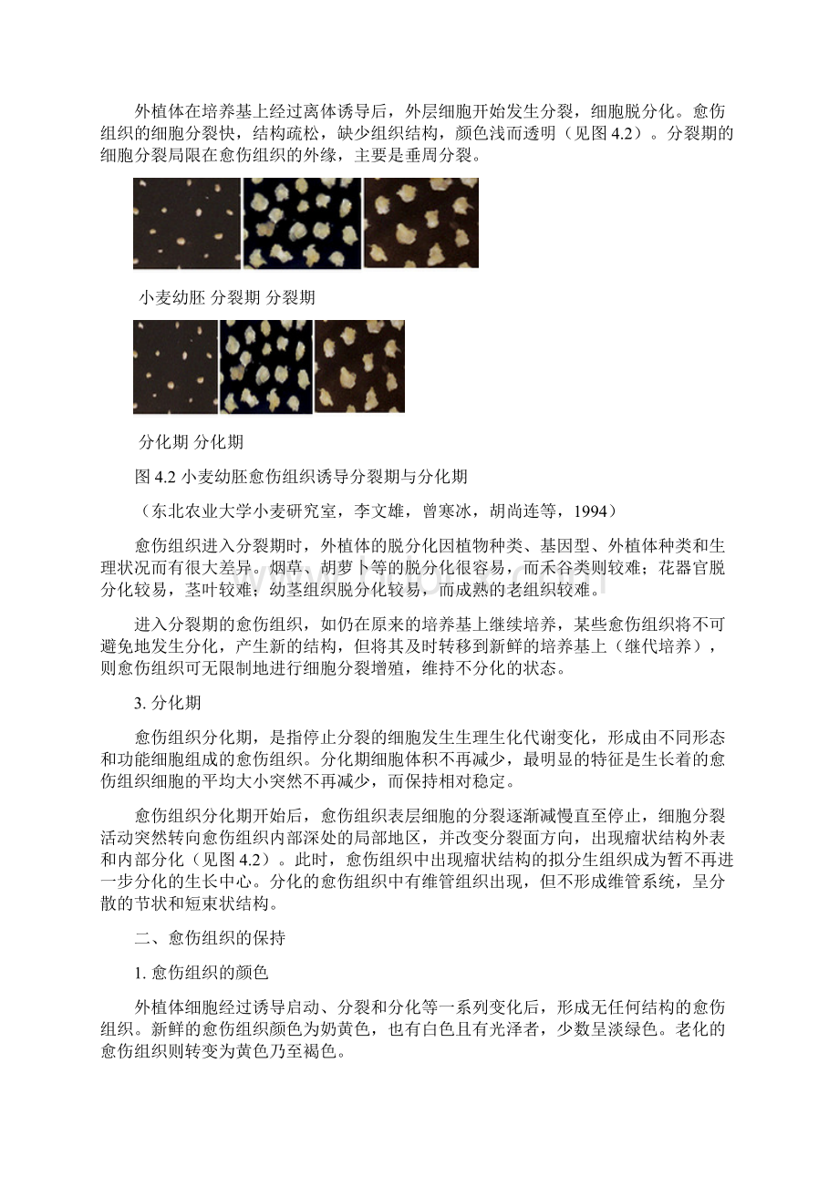 愈伤组织的诱导形成及分化Word文件下载.docx_第2页