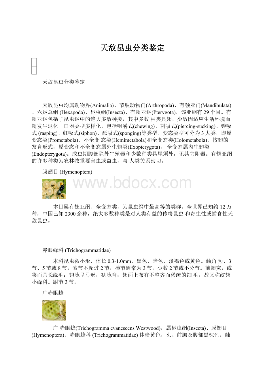 天敌昆虫分类鉴定.docx