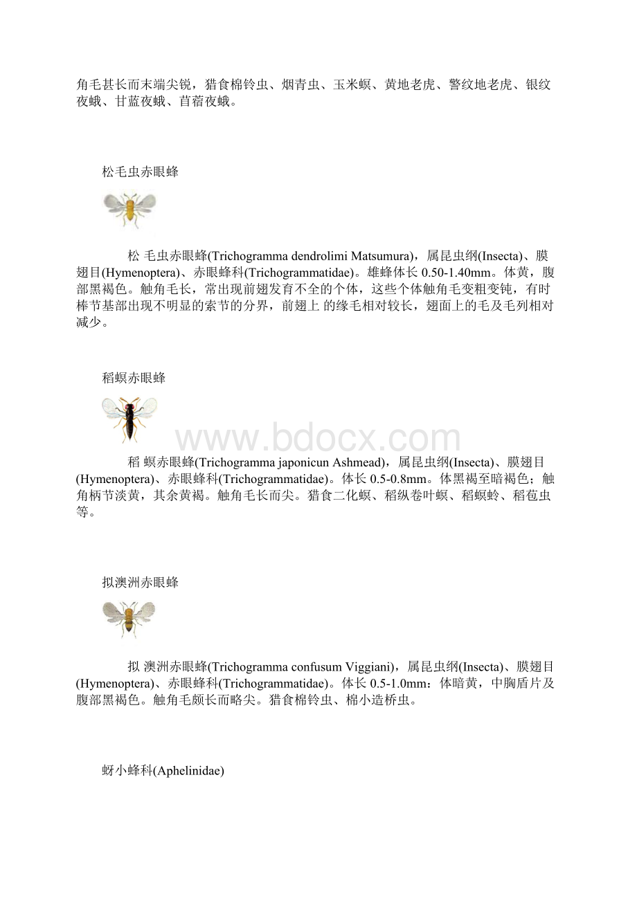 天敌昆虫分类鉴定.docx_第2页