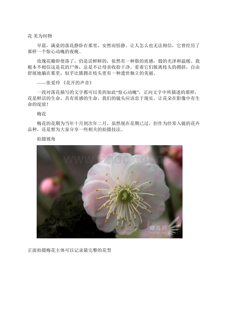 实例分析常见花卉摄影方法.docx_第3页