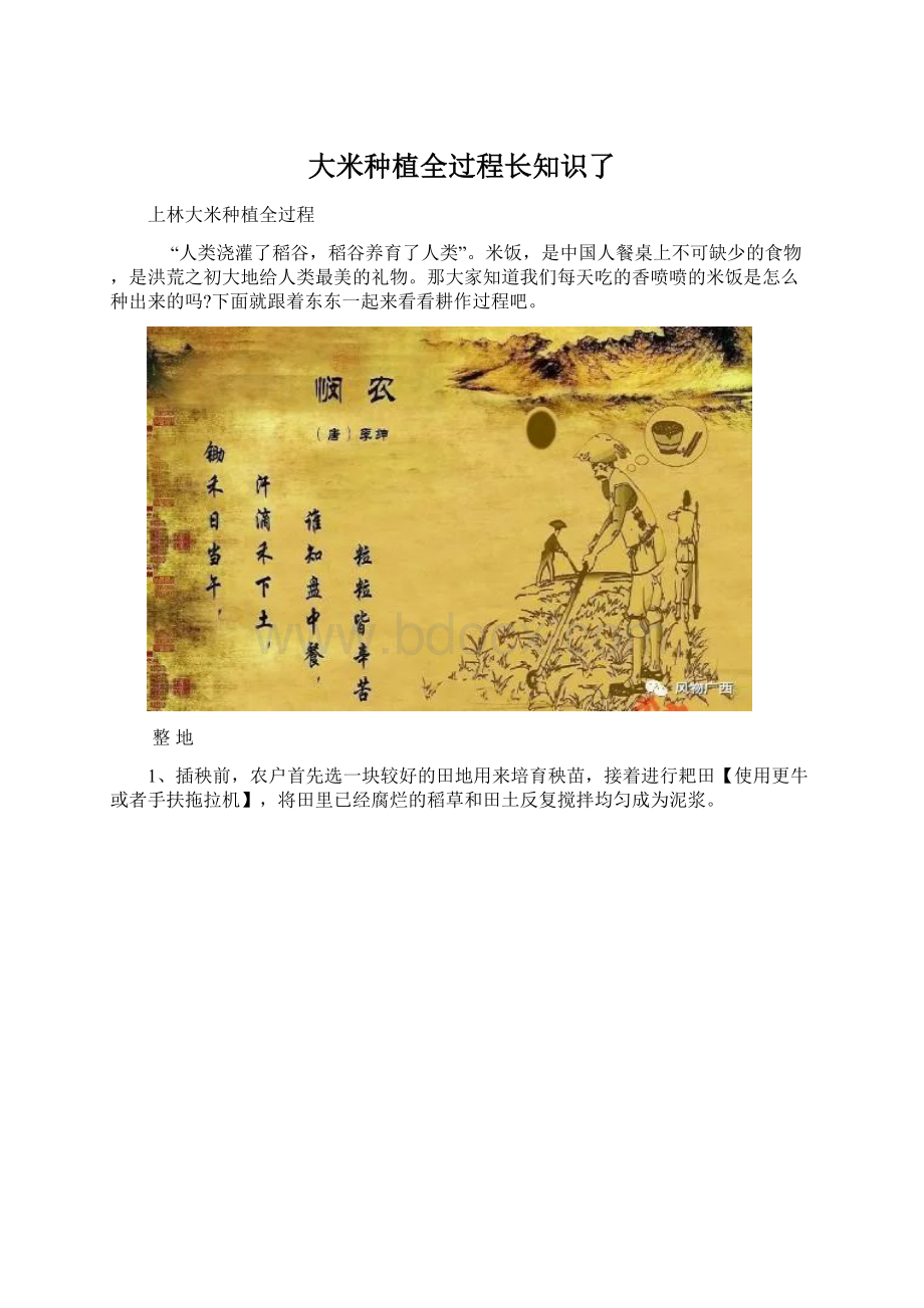 大米种植全过程长知识了文档格式.docx