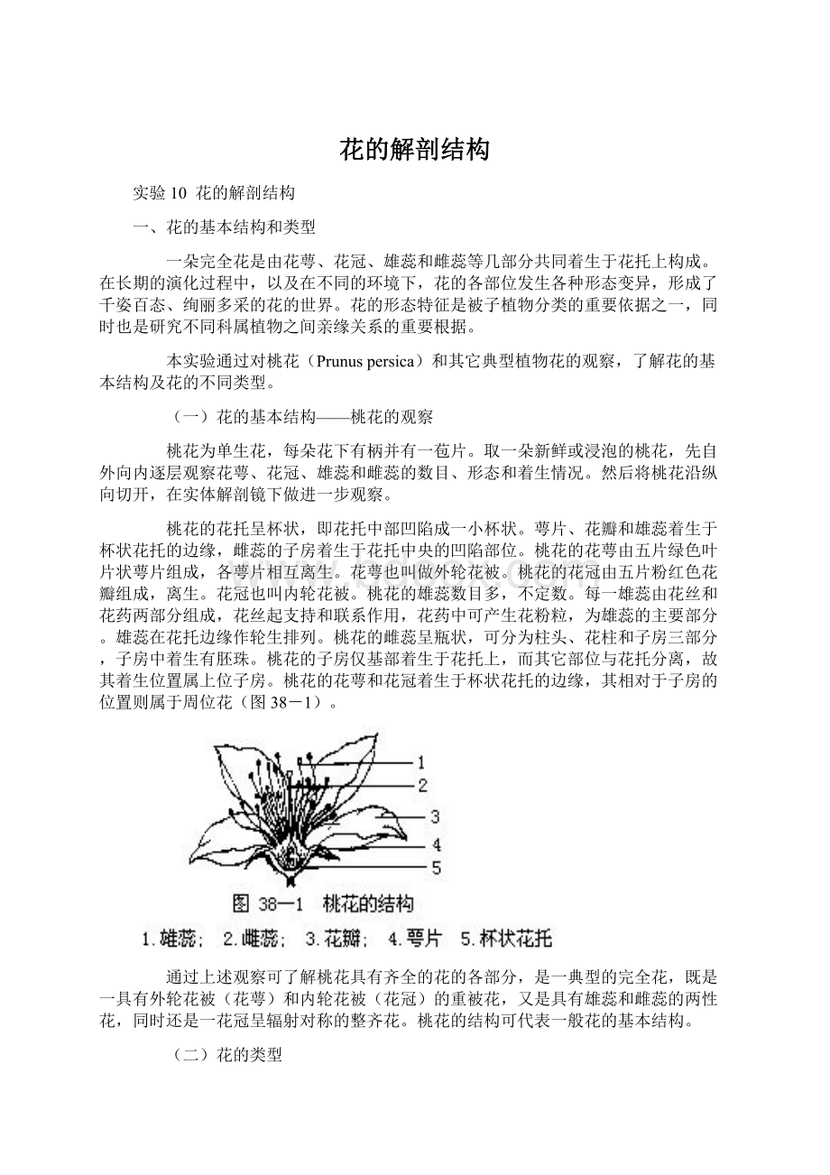 花的解剖结构Word下载.docx