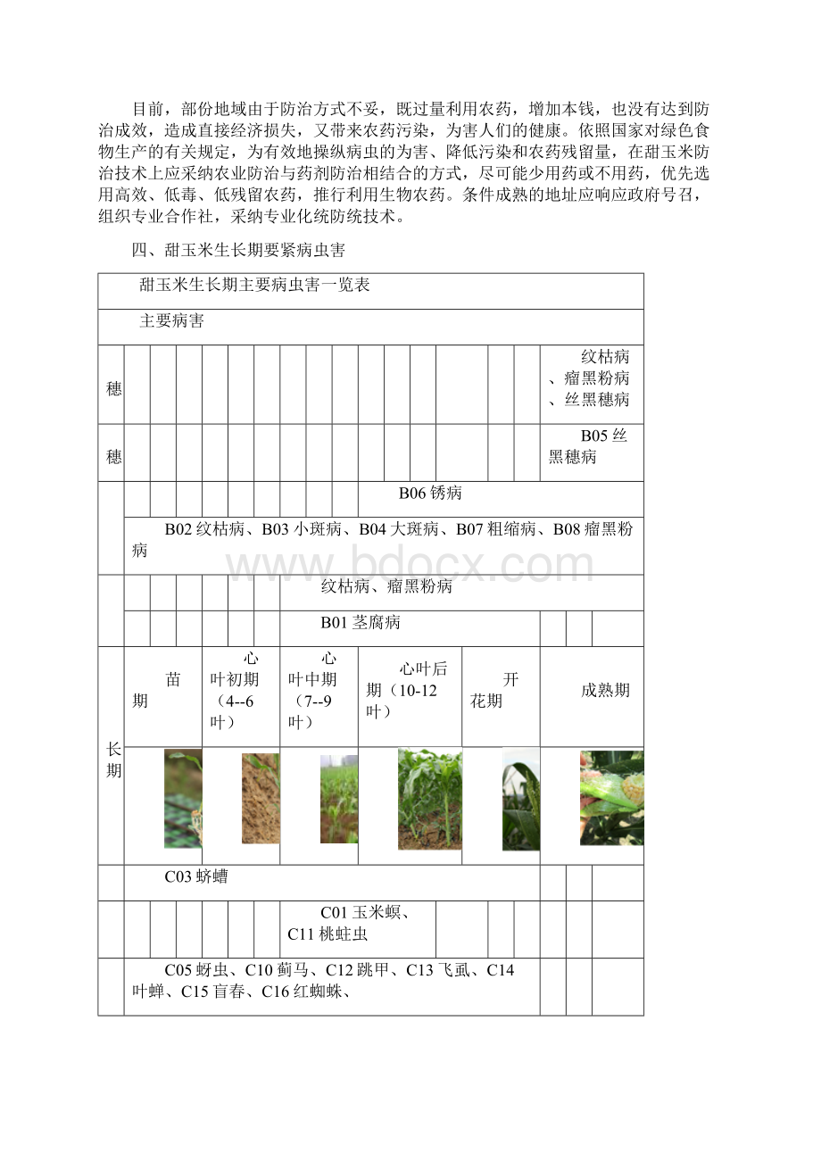 13甜玉米解决方案植保篇.docx_第2页