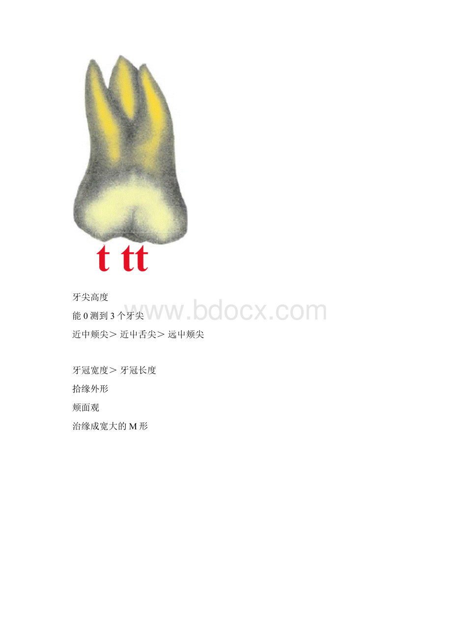 上颌第一磨牙牙体形态简述文档格式.docx_第2页