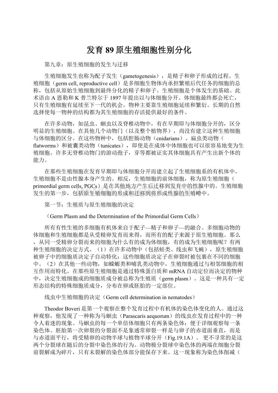 发育89原生殖细胞性别分化Word格式.docx_第1页