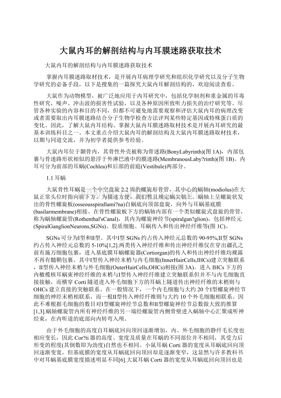 大鼠内耳的解剖结构与内耳膜迷路获取技术文档格式.docx_第1页