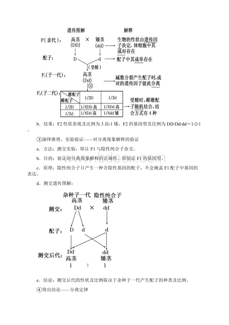 孟德尔杂交试验1模板.docx_第2页