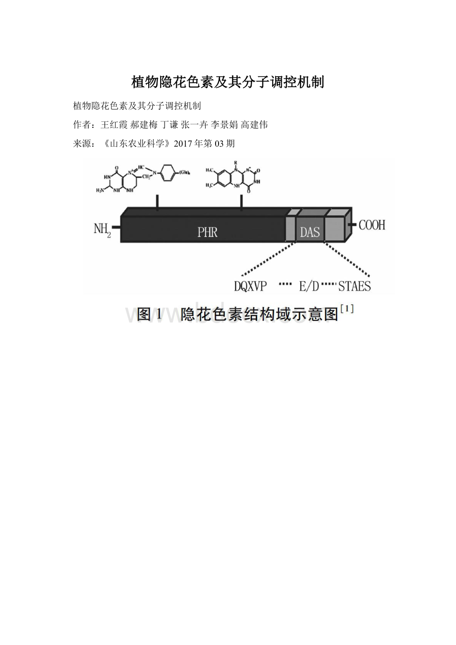 植物隐花色素及其分子调控机制.docx_第1页