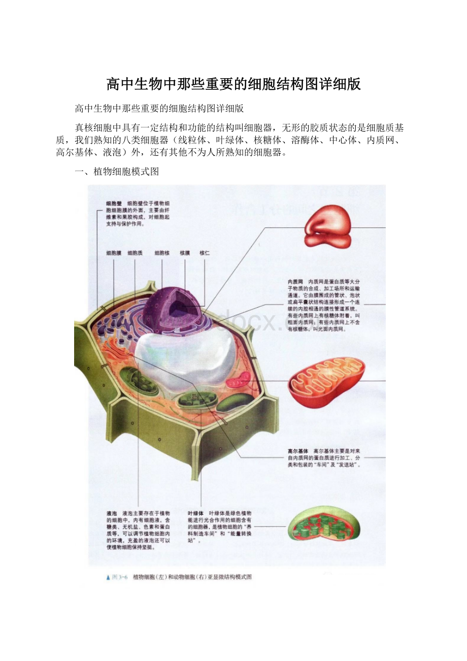 高中生物中那些重要的细胞结构图详细版.docx_第1页