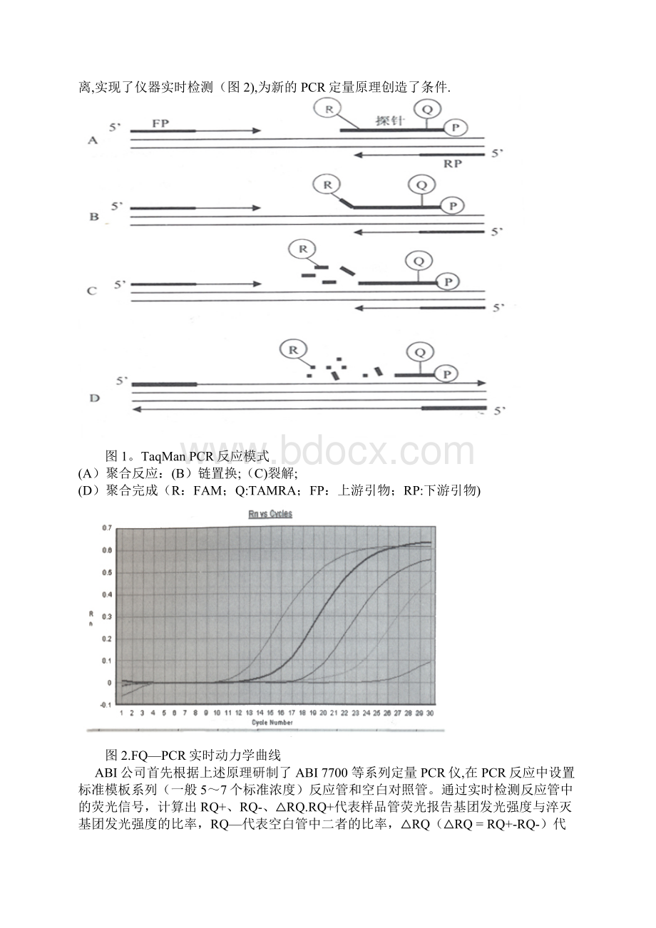 荧光探针定量PCR技术原理及应用.docx_第2页