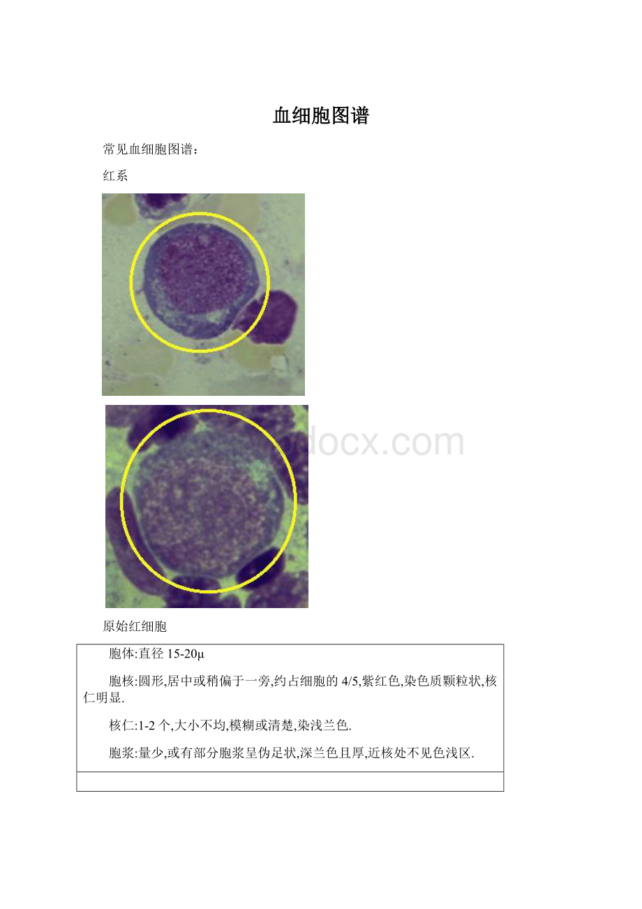 血细胞图谱.docx