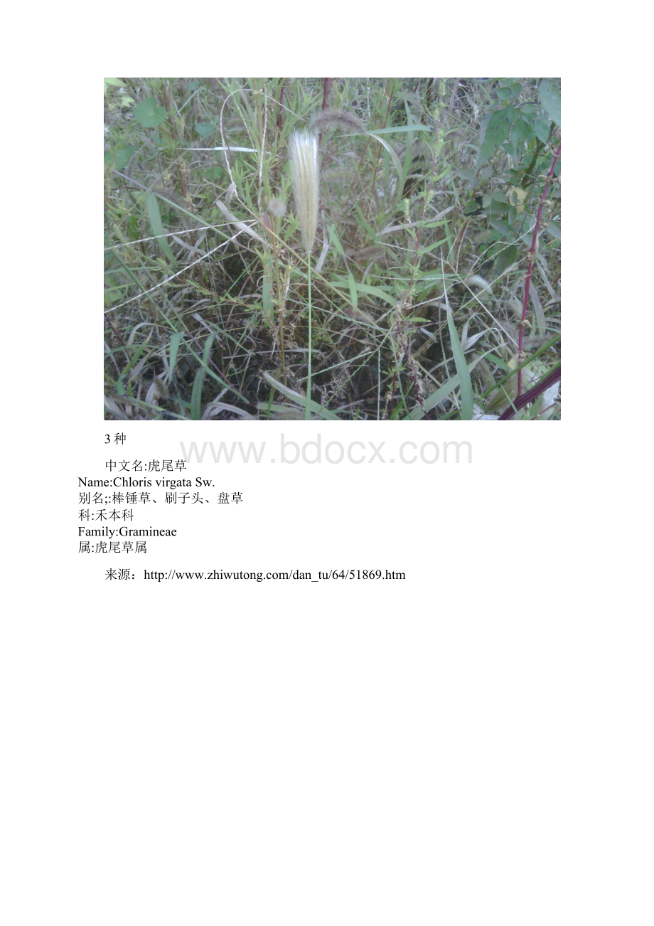 实验植物名.docx_第3页