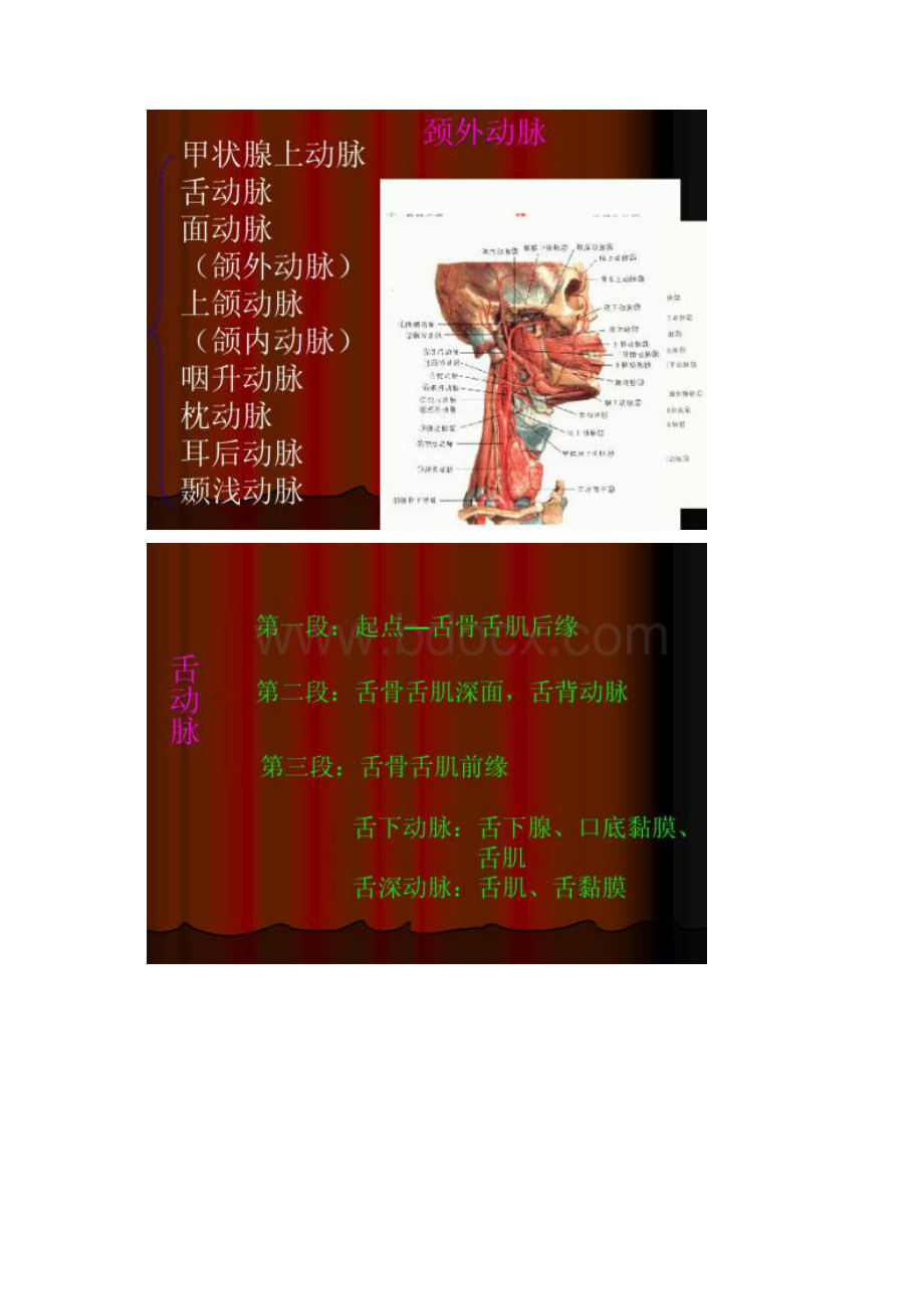 口腔颌面部系统解剖血管神经1汇总.docx_第3页