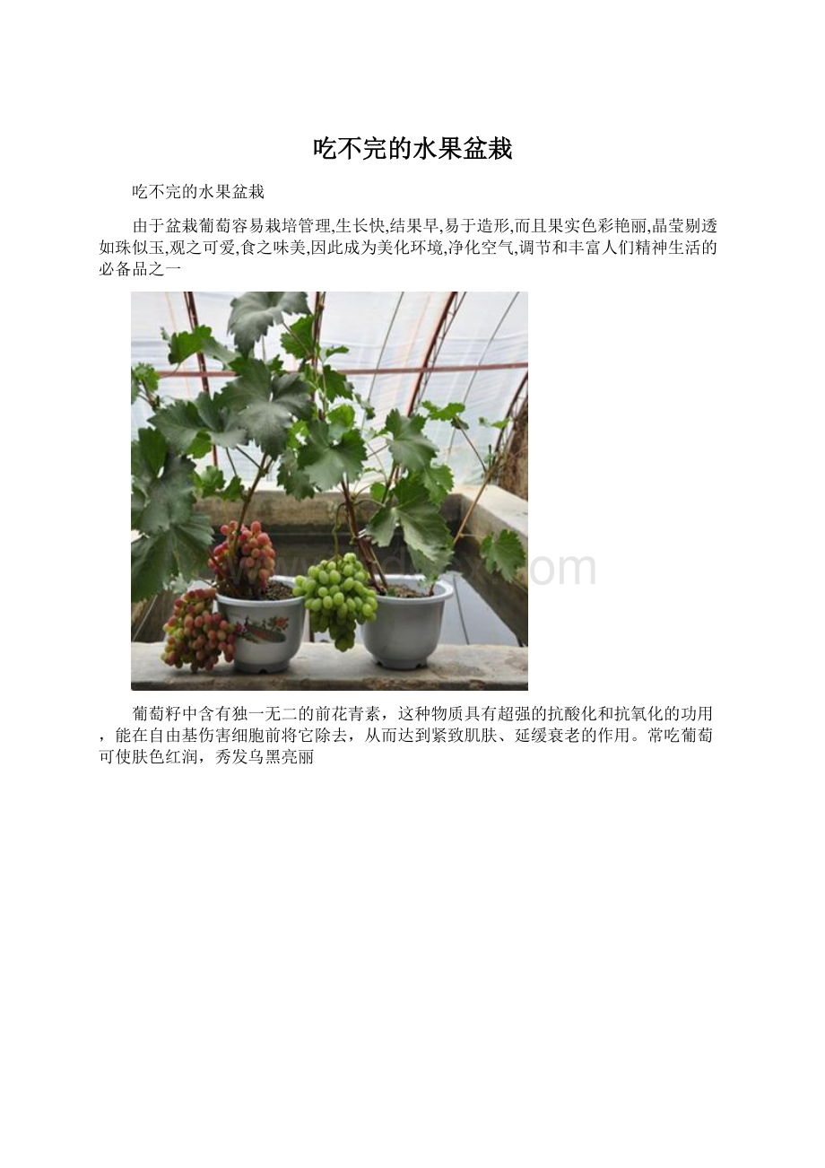 吃不完的水果盆栽Word格式文档下载.docx