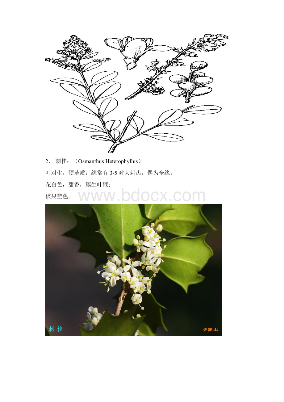 紫荆山树木学实习报告.docx_第2页