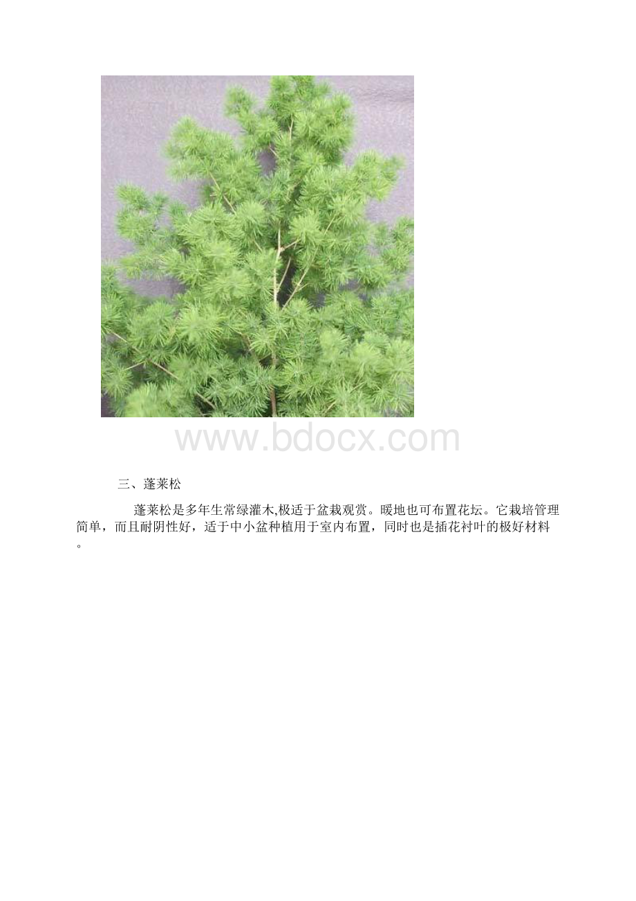 旺家的28种植物Word格式文档下载.docx_第3页