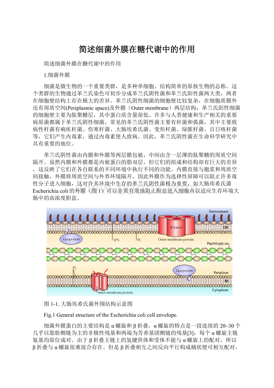 简述细菌外膜在糖代谢中的作用Word文件下载.docx_第1页