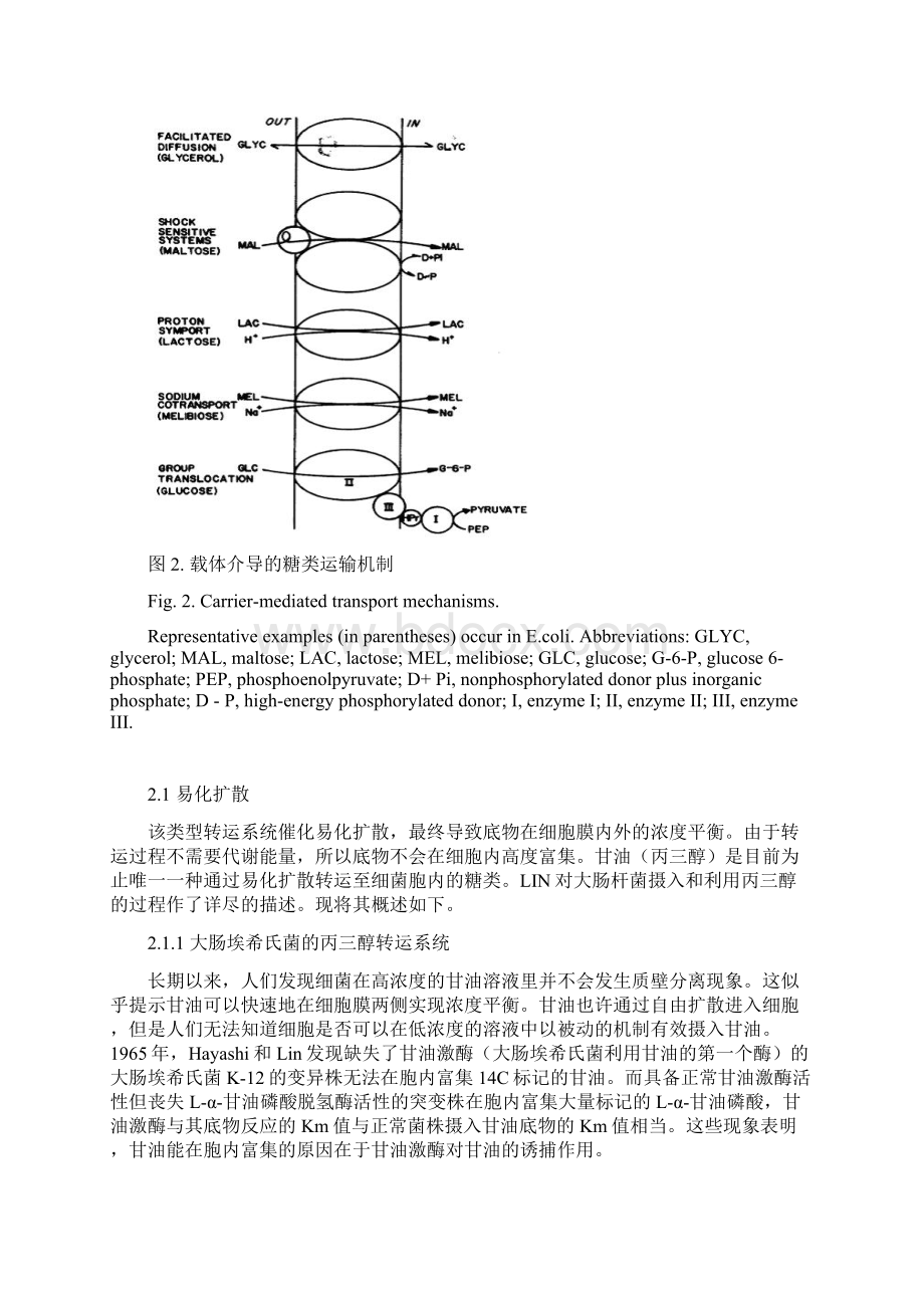 简述细菌外膜在糖代谢中的作用Word文件下载.docx_第3页