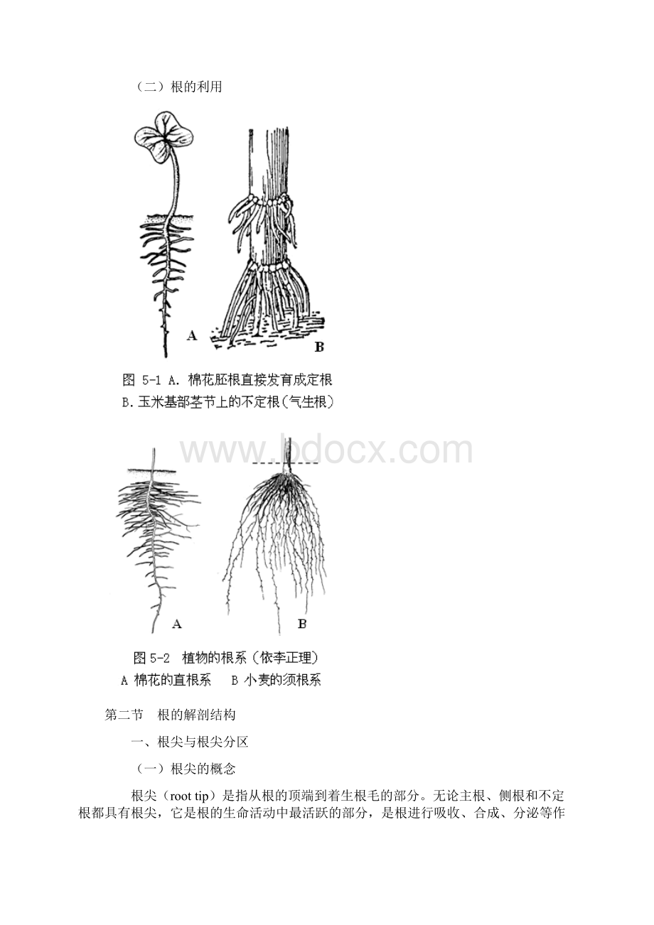 第五章 根的形态与结构.docx_第3页