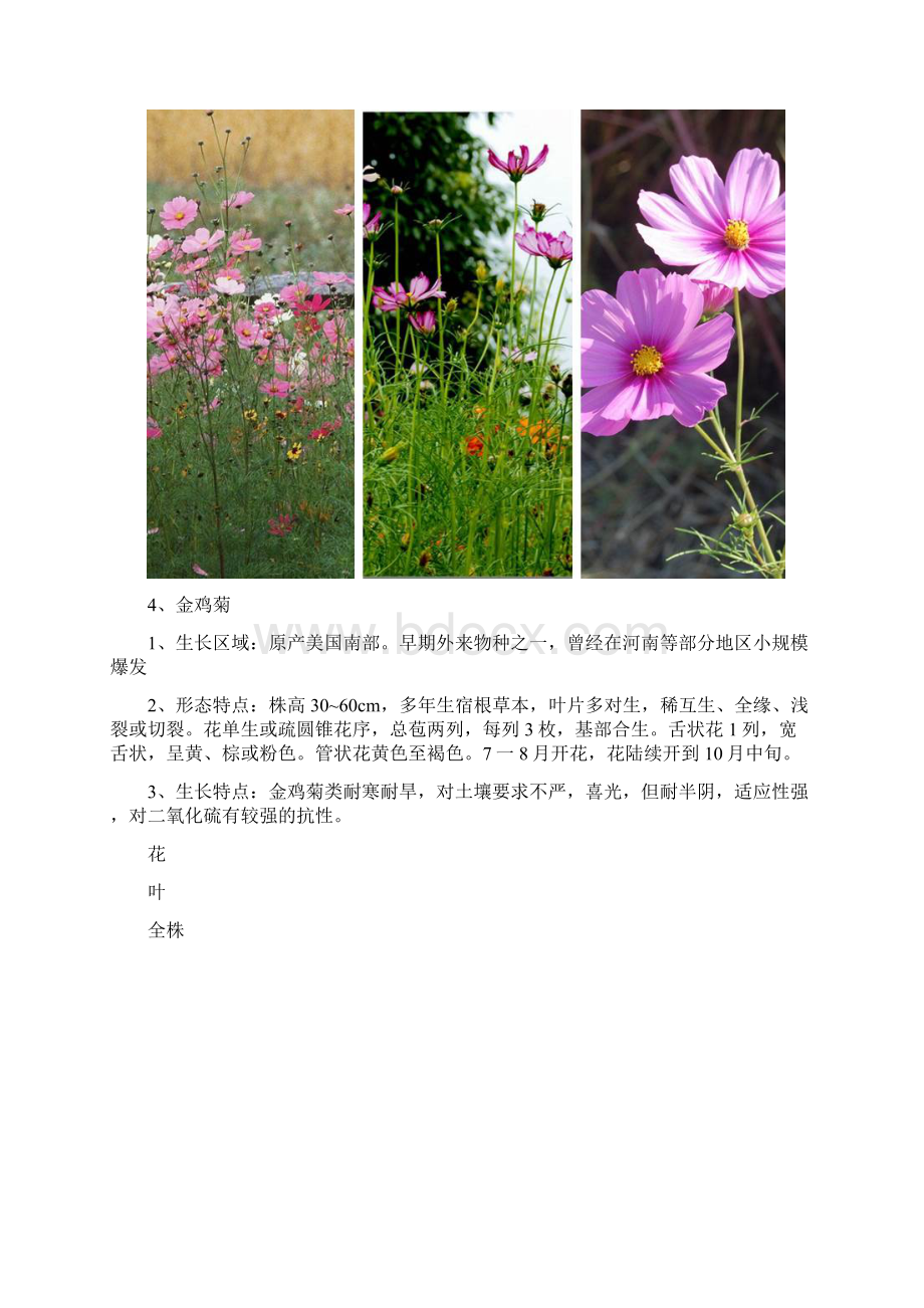 花卉信息1文档格式.docx_第3页