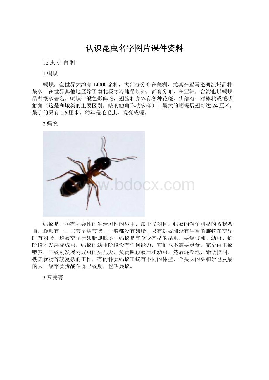 认识昆虫名字图片课件资料.docx