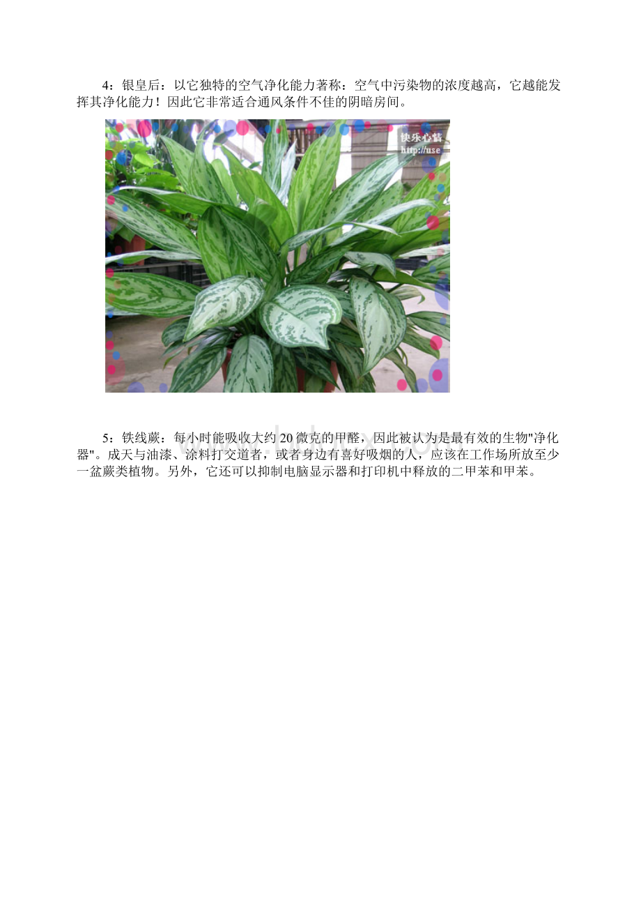 几种花的功能.docx_第3页