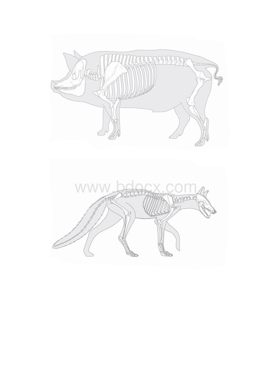 动物骨骼单线稿.docx_第3页