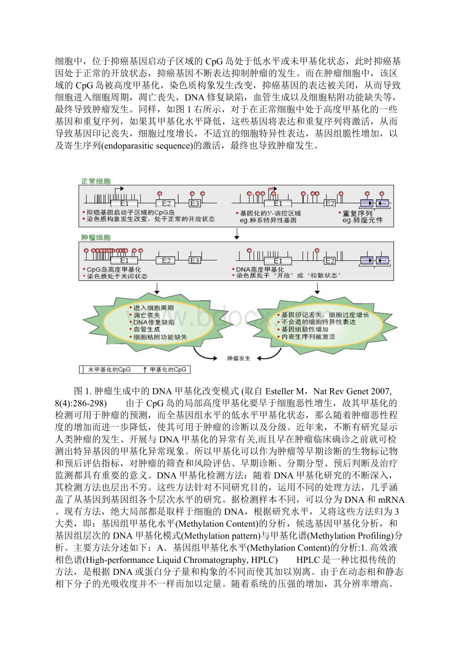 DNA甲基化详解Word格式文档下载.docx_第2页