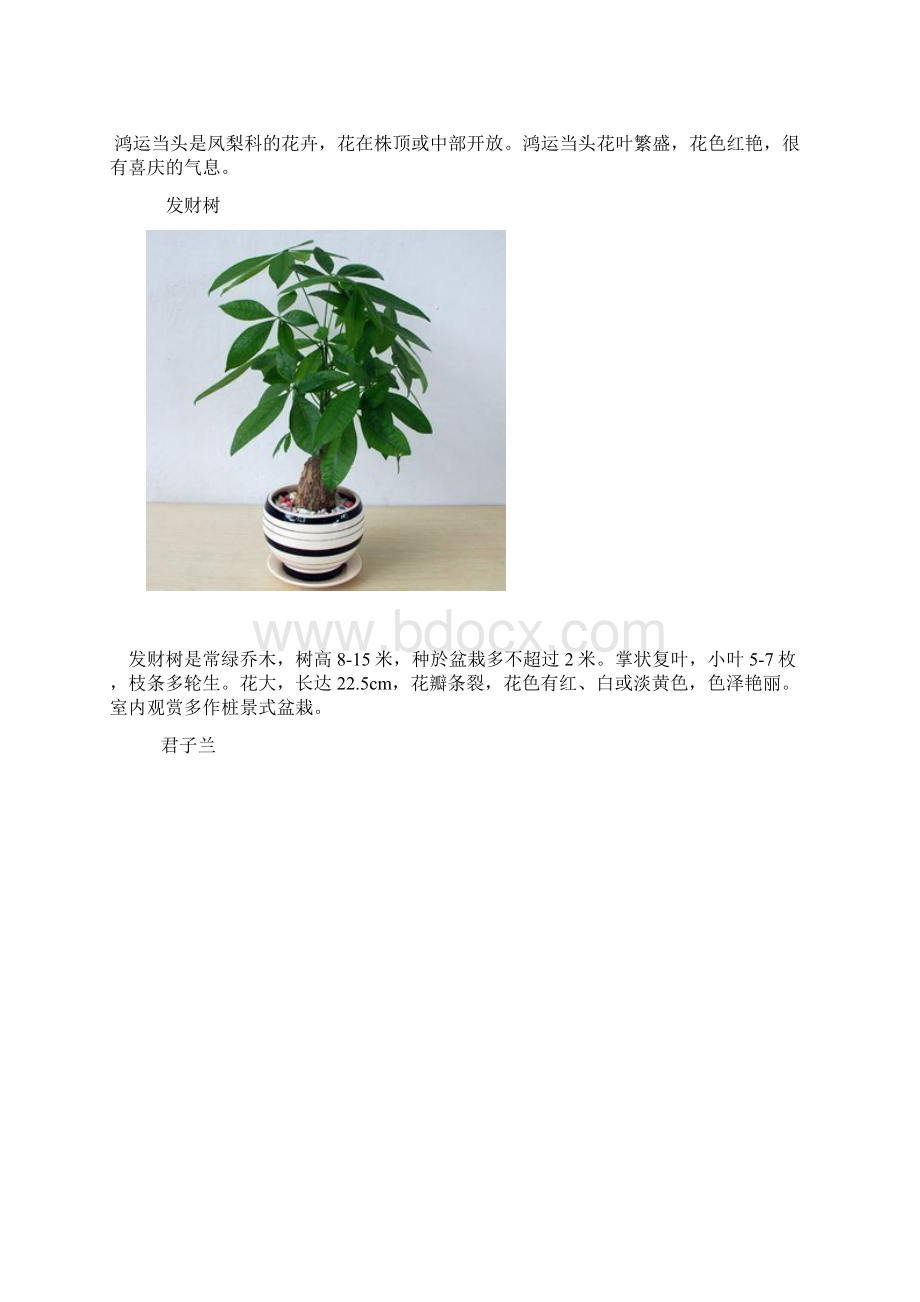 改善家居风水的花卉.docx_第3页