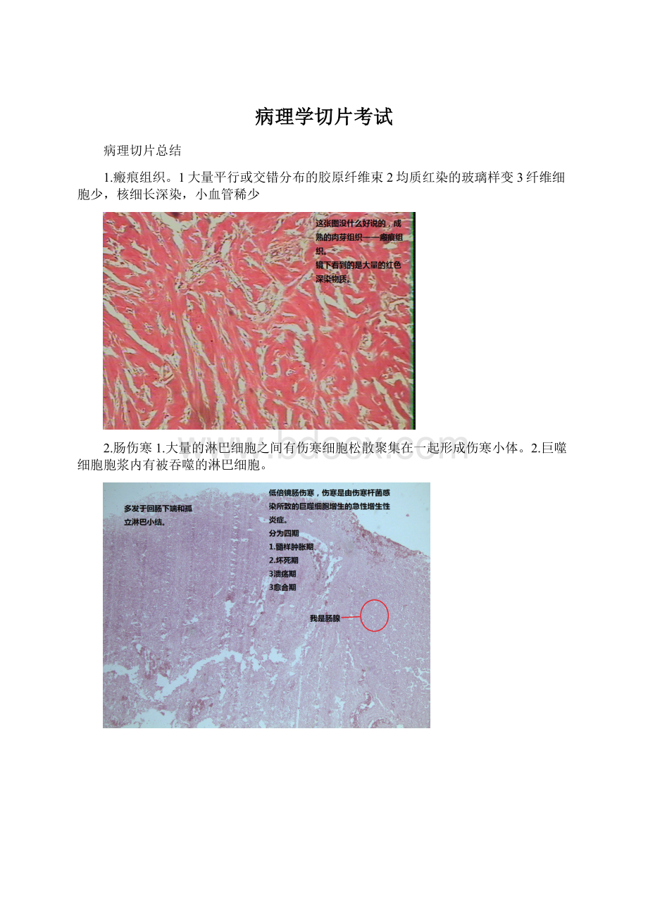 病理学切片考试文档格式.docx