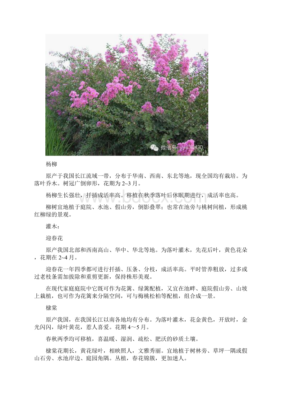 庭院常用植物北方常用植物系列Word文档下载推荐.docx_第3页