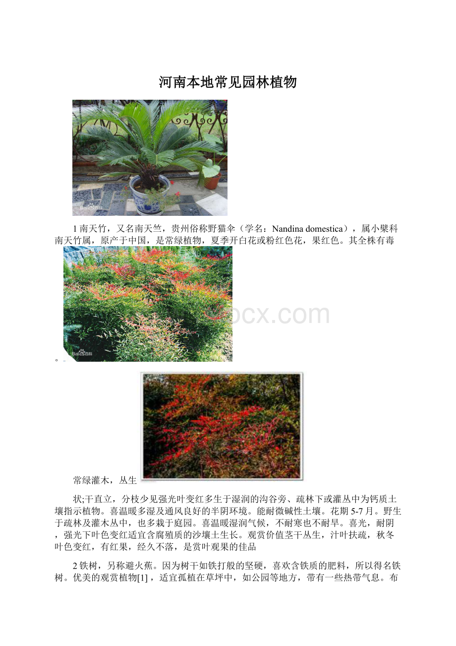 河南本地常见园林植物.docx_第1页