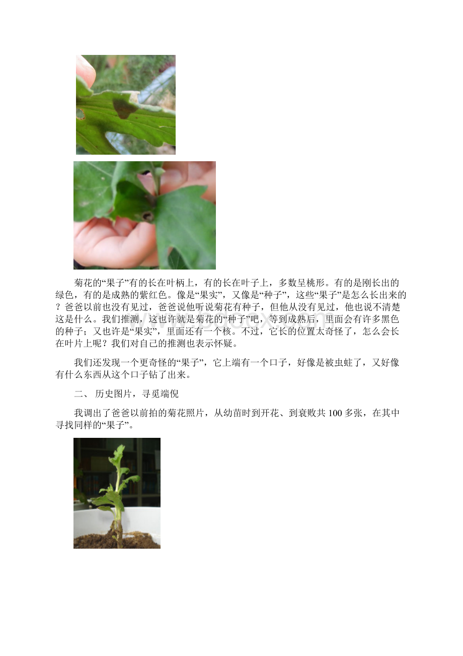 菊花结果的真相Word文档下载推荐.docx_第3页