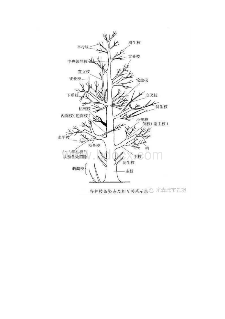 苗木养护标准.docx_第3页