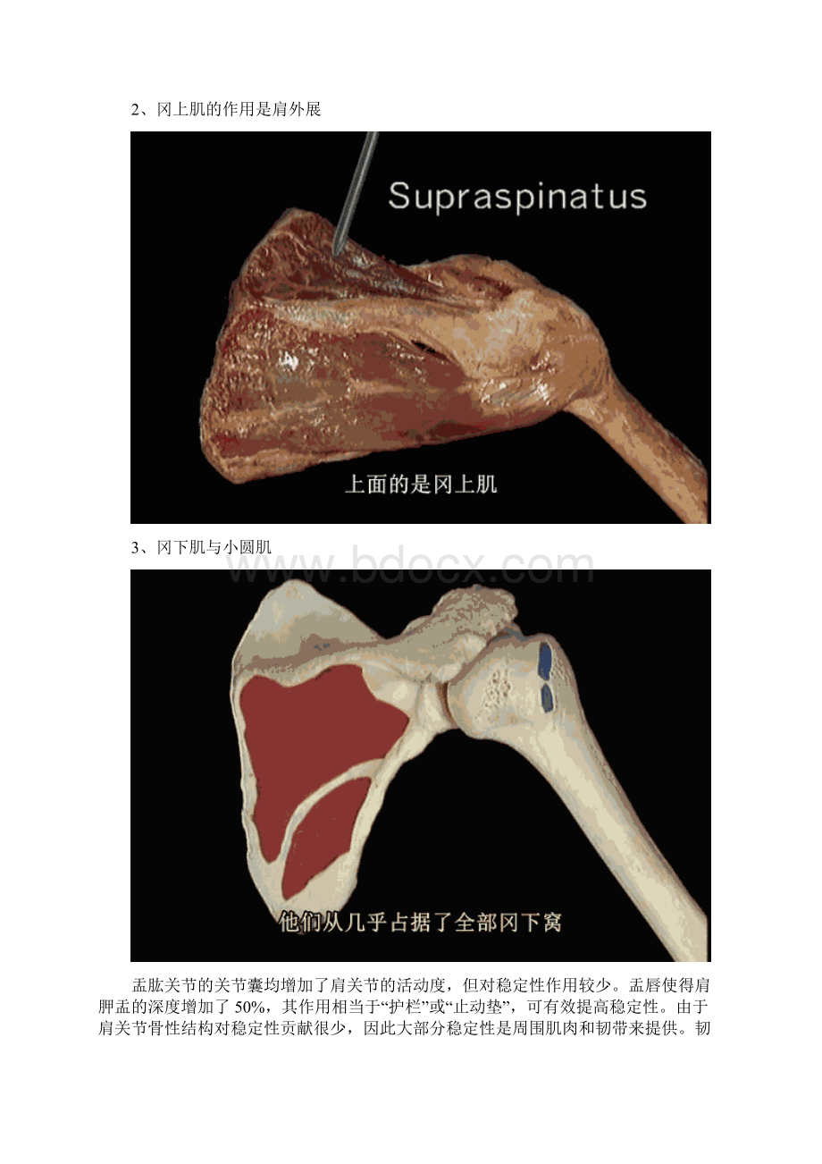 肩袖损伤查体Word文档格式.docx_第3页