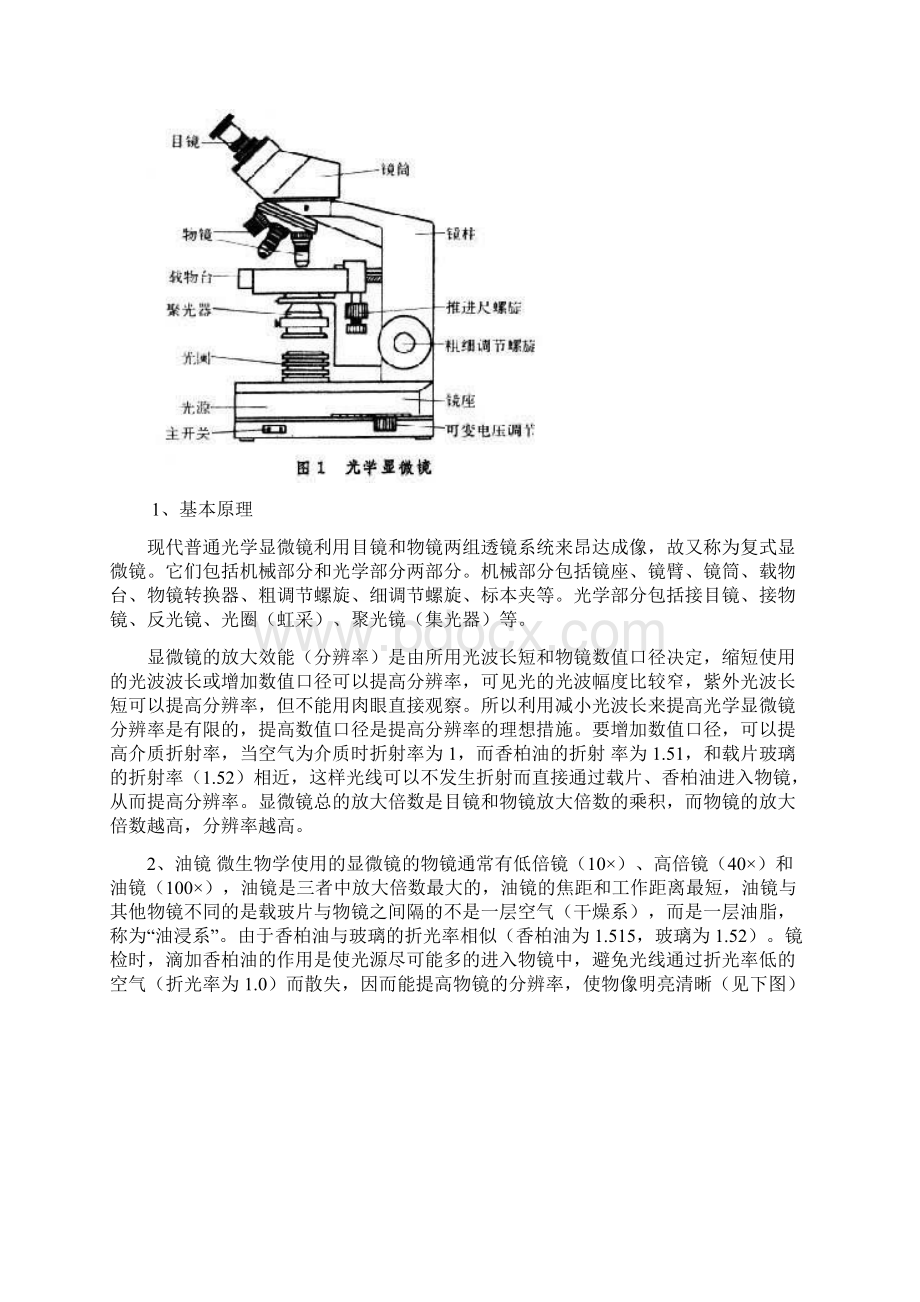 普通光学显微镜的使用单染色及革兰氏染色.docx_第2页