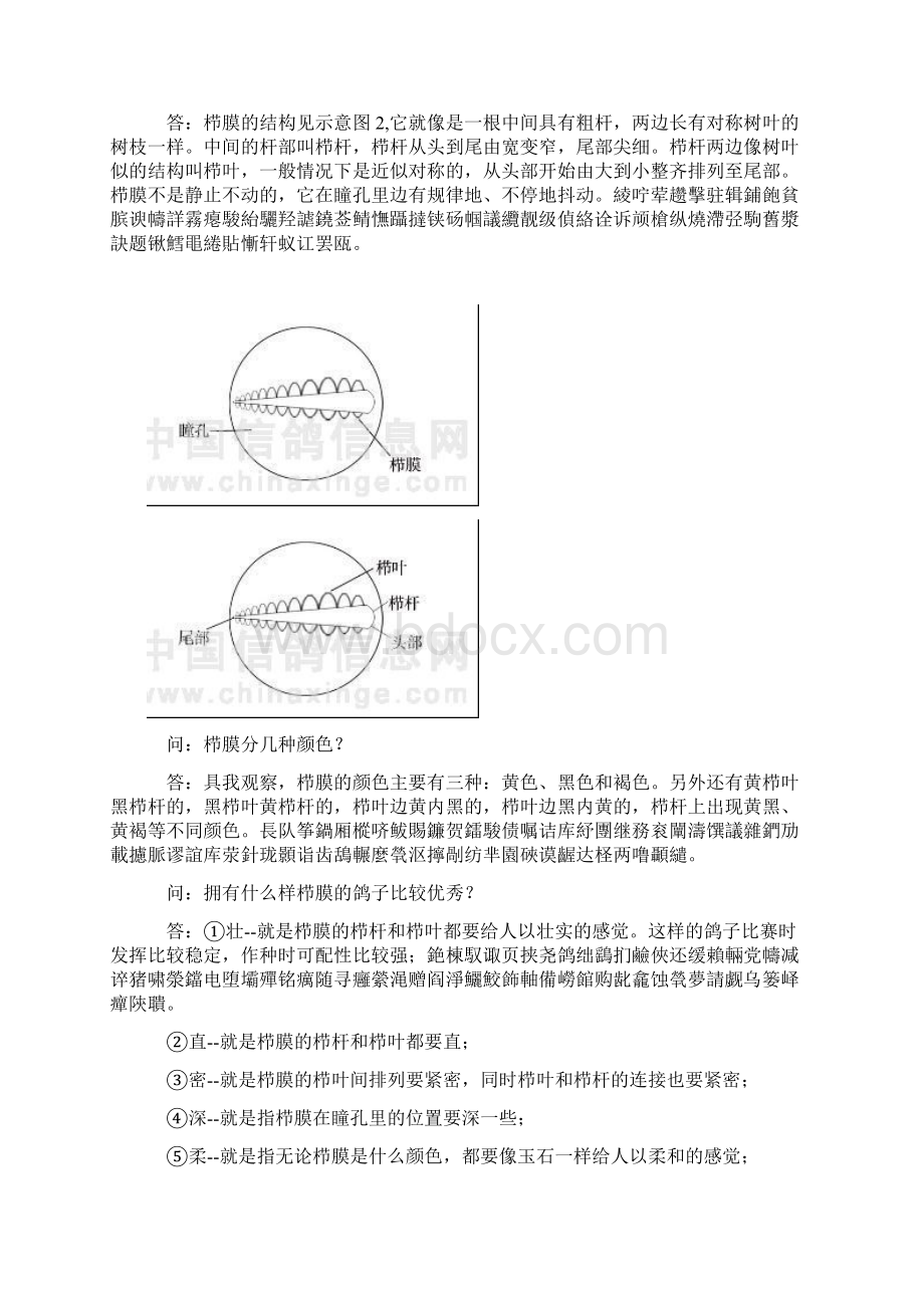 学看鸽眼栉膜Word下载.docx_第3页