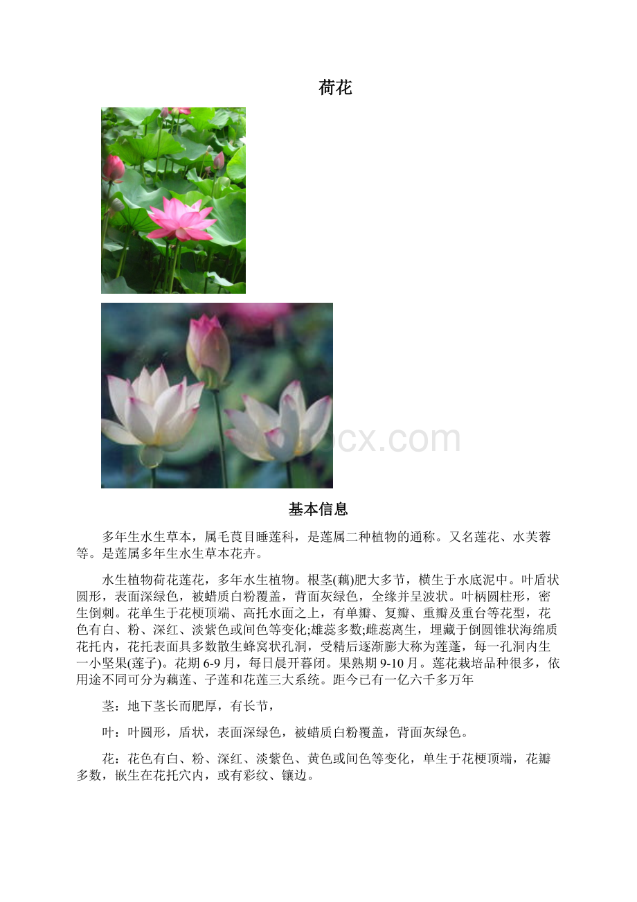 水生植物.docx_第3页