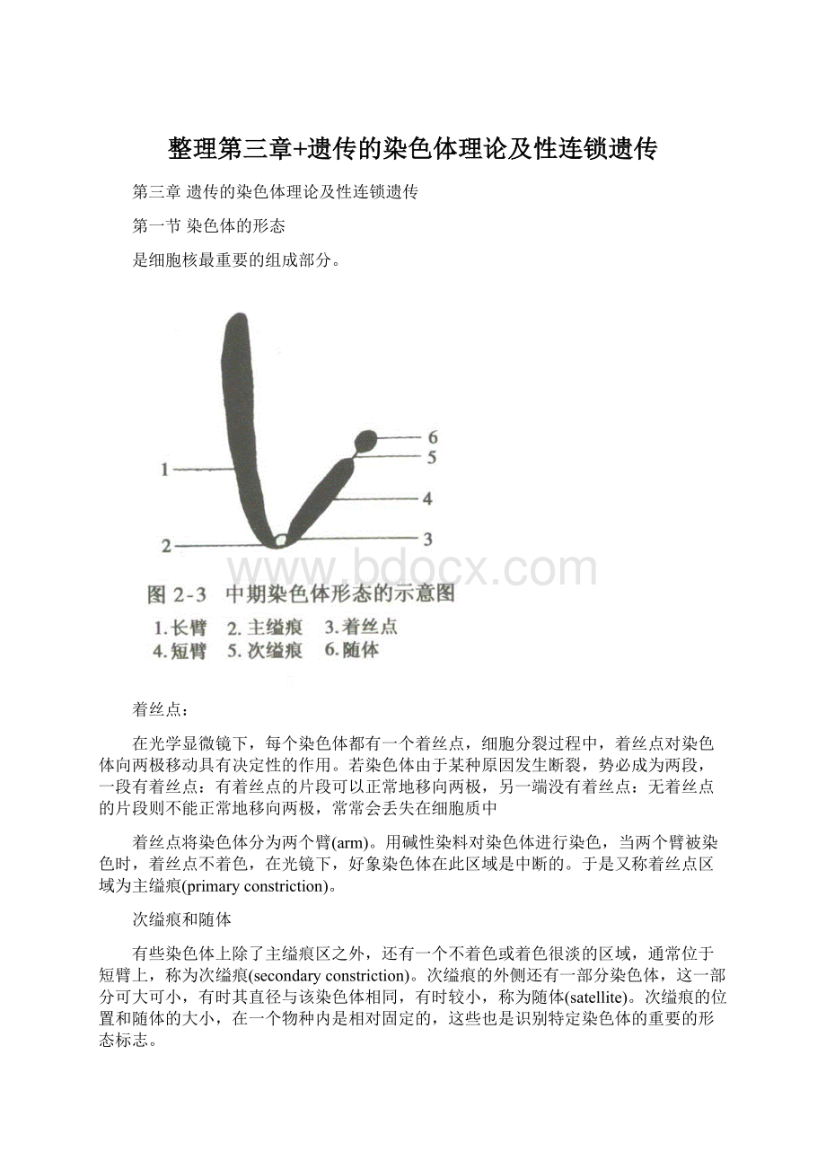 整理第三章+遗传的染色体理论及性连锁遗传Word文件下载.docx_第1页